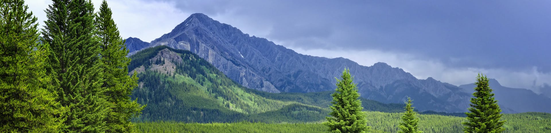 Picture of Red Deer