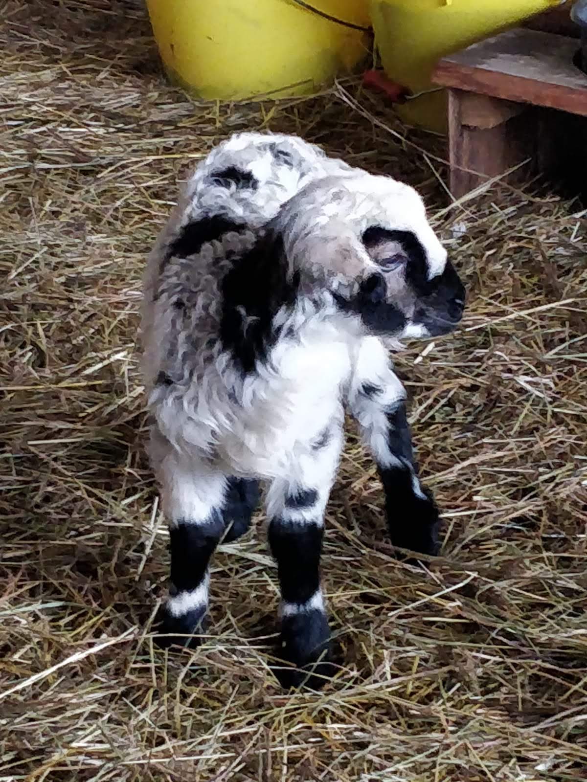 Obenaus Community image 2