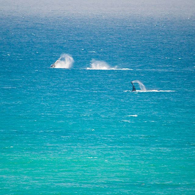 Punta la Barca image 4