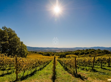 VALDONICA Winery & Residence image 5