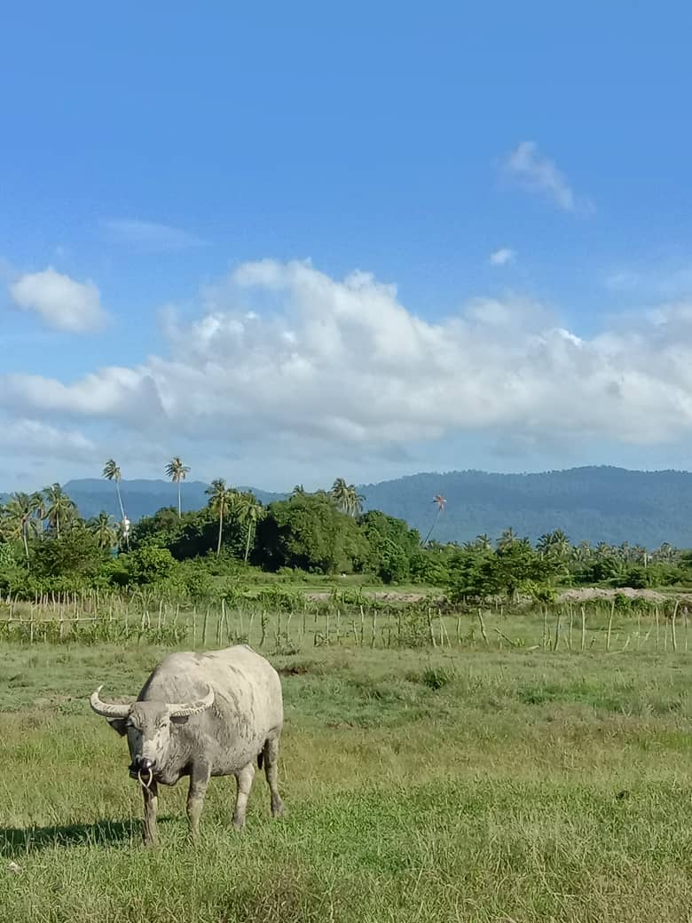 Jetpack Langkawi image 5
