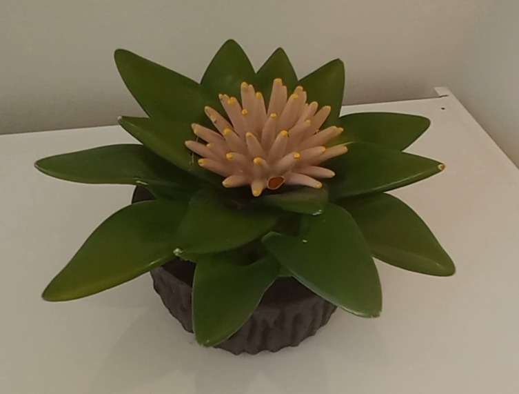 Ti-Co-Hub Algarfornia image 5