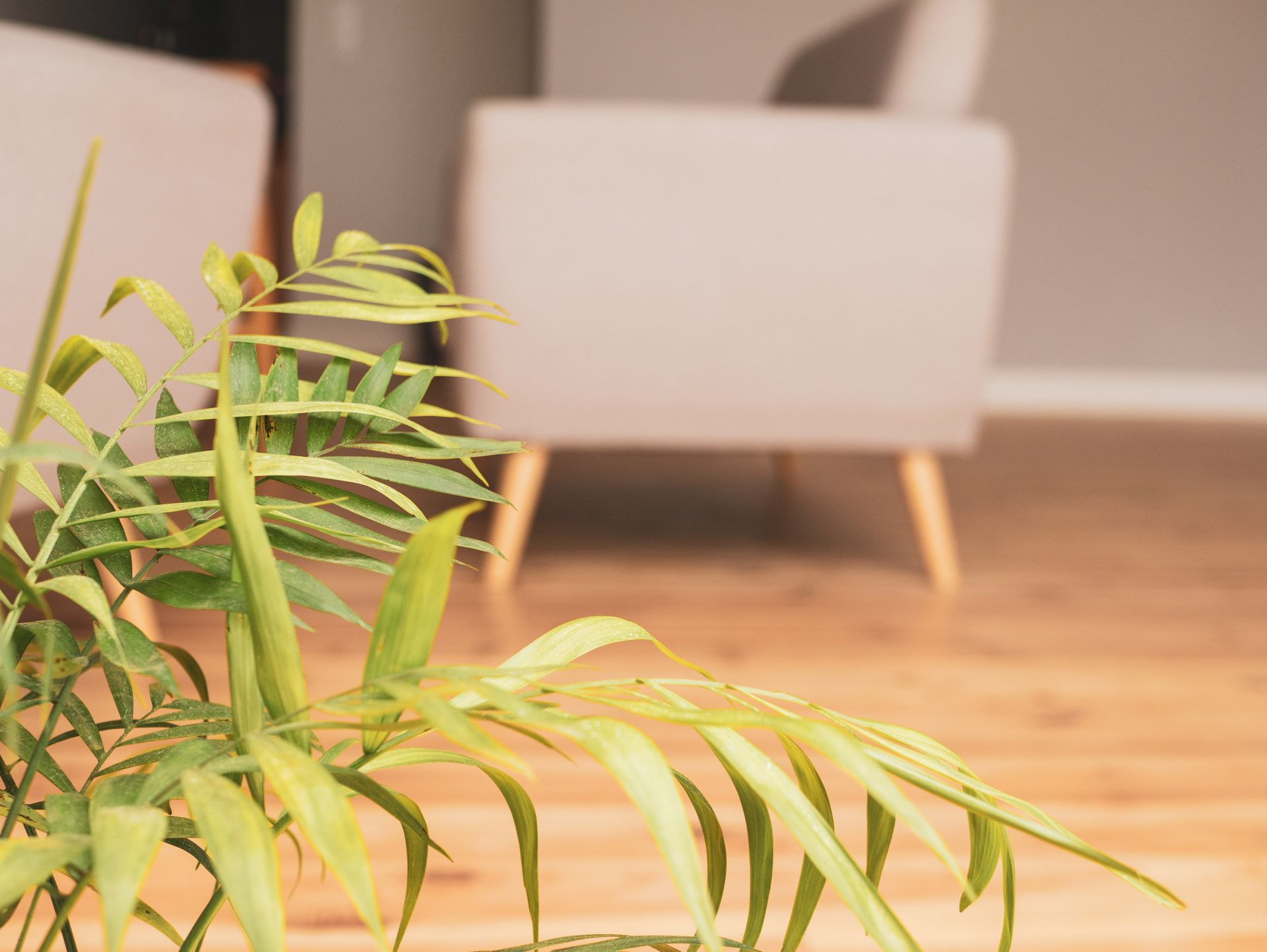 Dwell Azores Co-working & Accomodation image 4