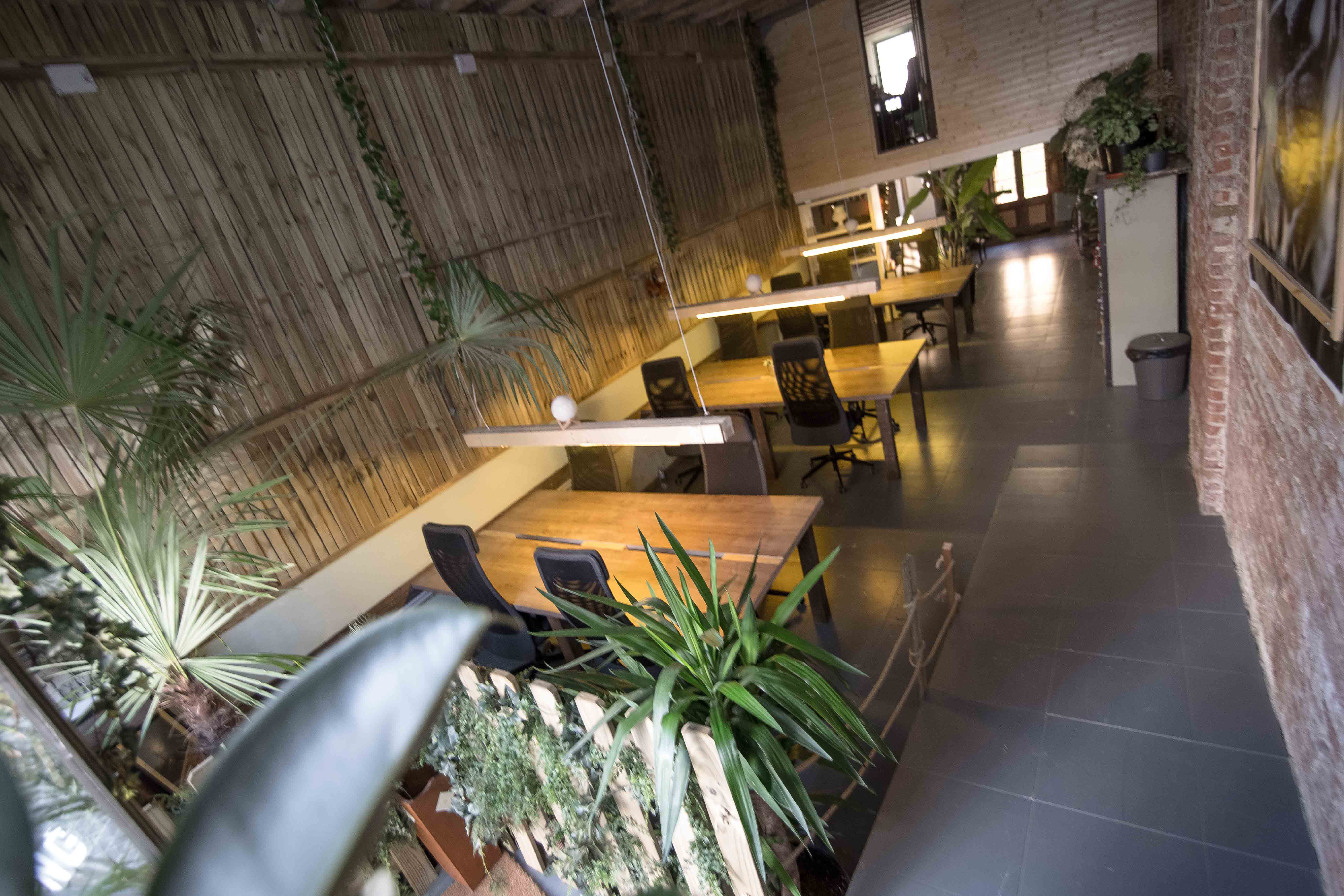 Jungle studio & coworking image 4