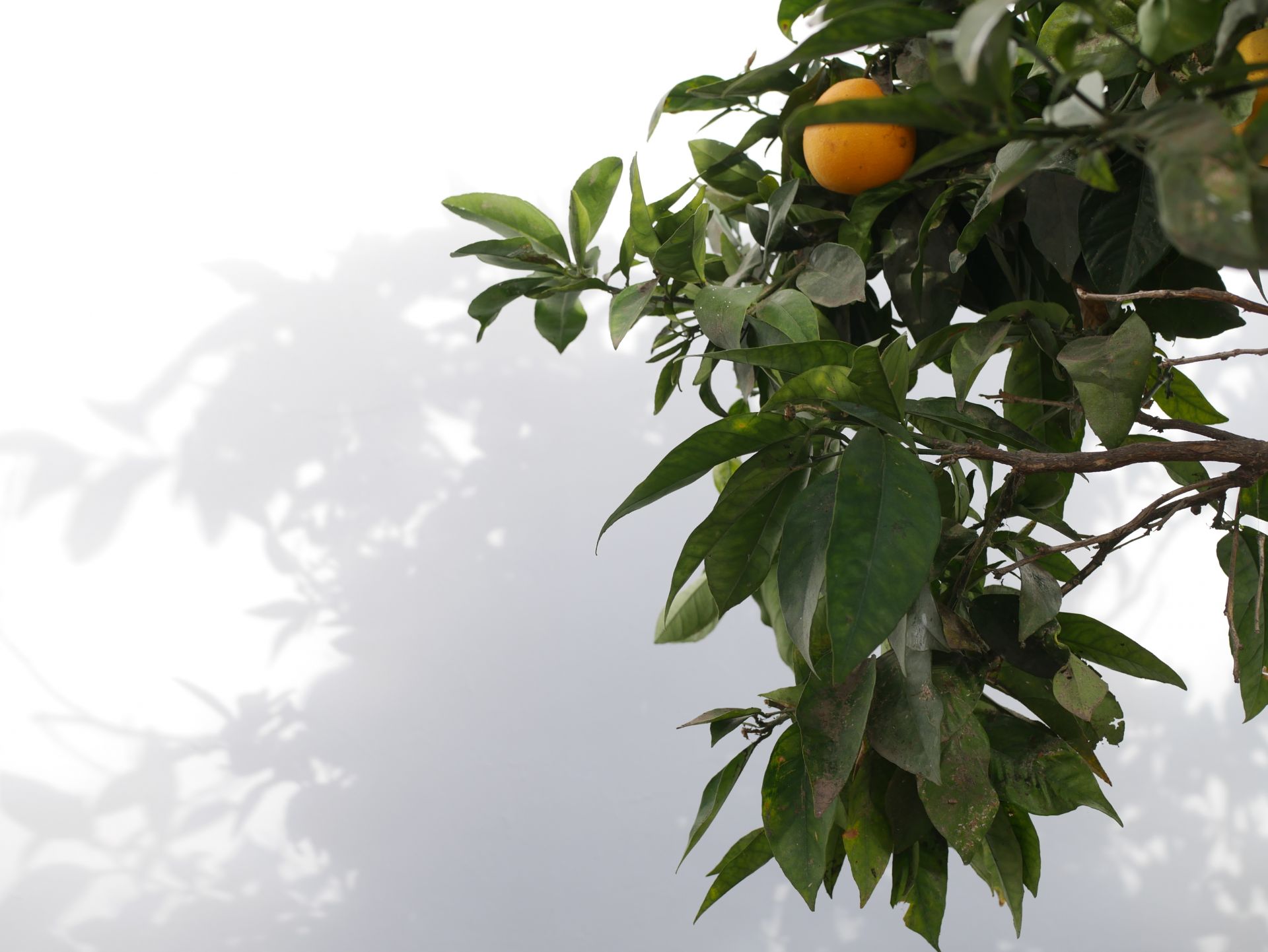 Gato Azul Coliving image 4