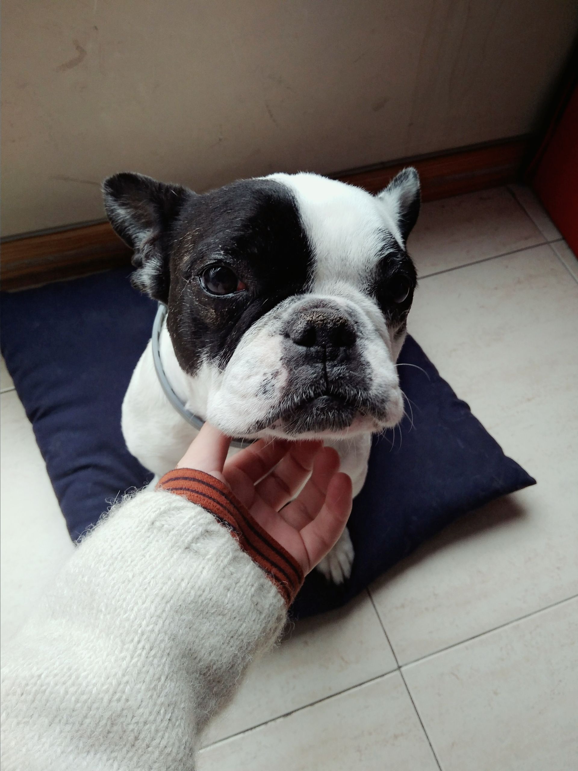 Aderal Branding image 3