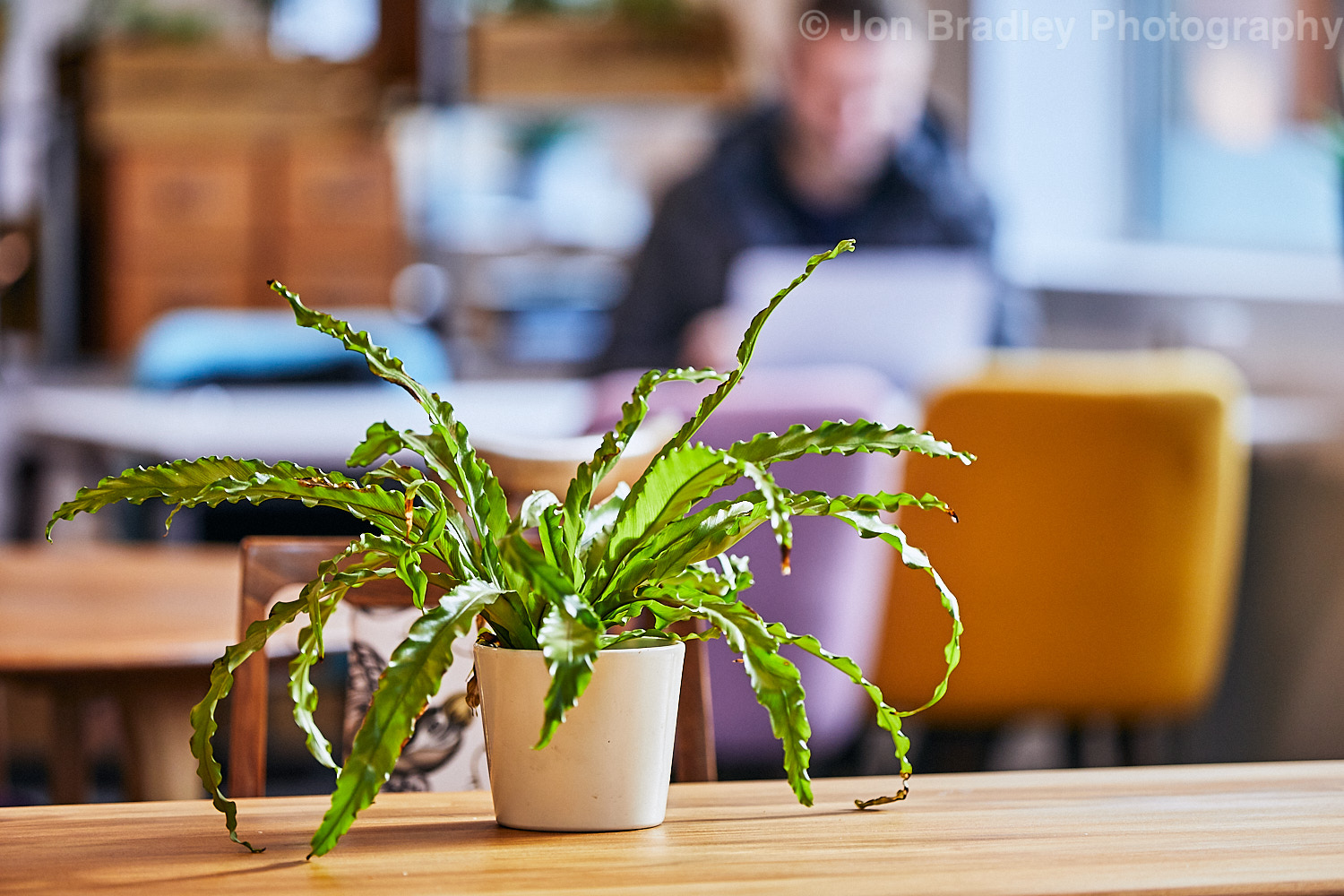 The Curious Lounge image 3