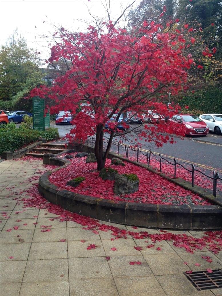 Ceteris Scotland image 4