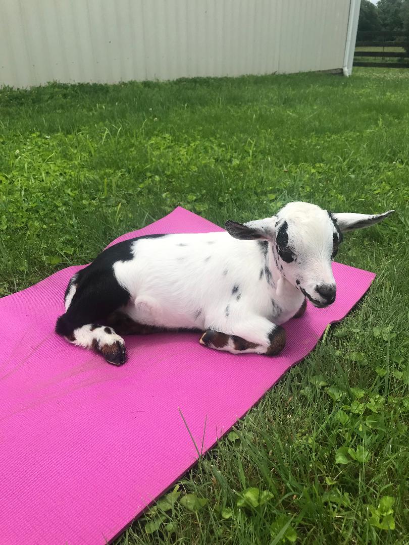 Land O' Goshen Farm & Event Center image 3