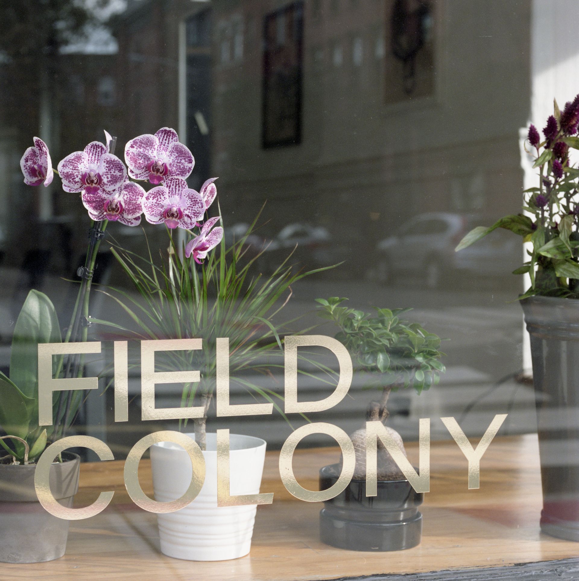 Field Colony image 2