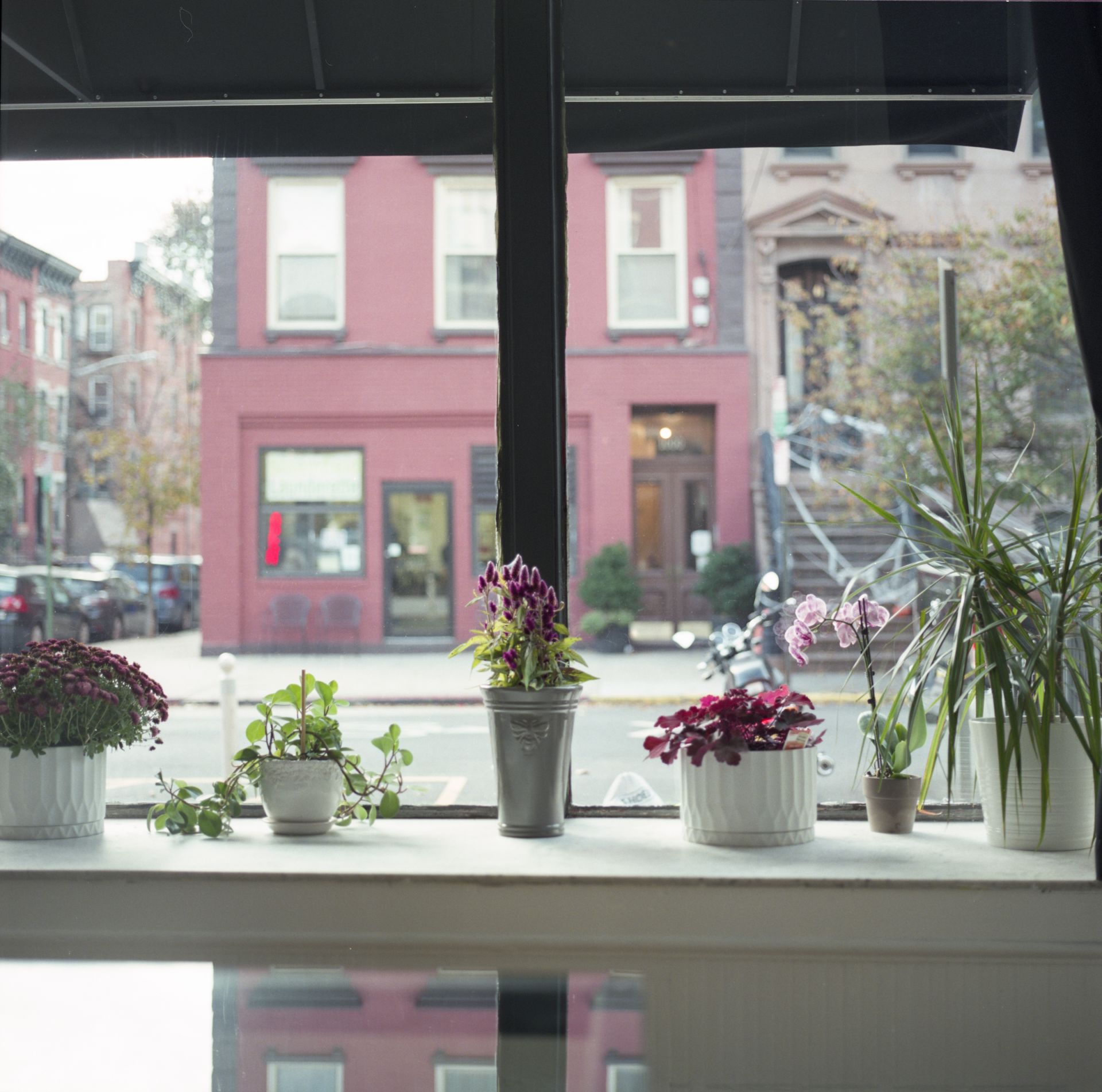 Field Colony image 4