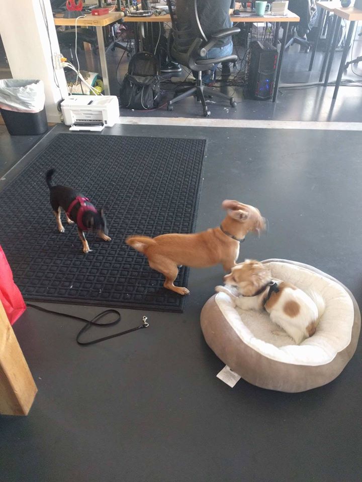 Indies Workshop image 4